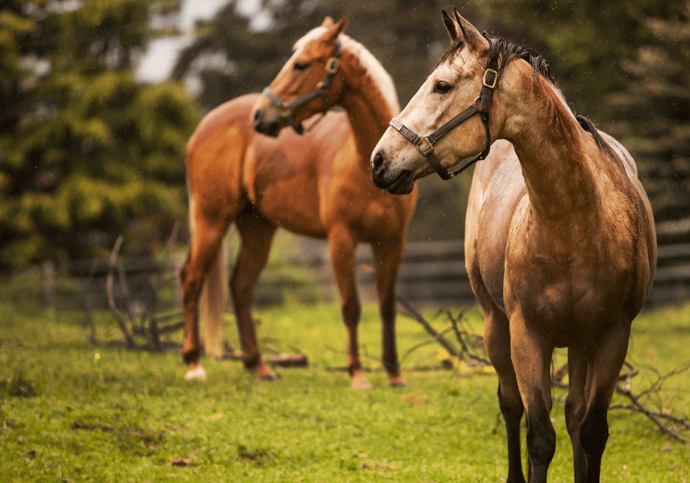 can I put a rug on a wet horse